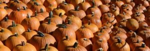 pumpkin_site